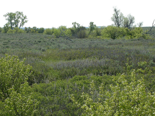 Saule à feuille de pêcher