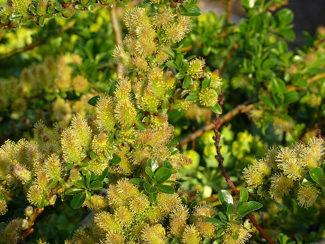 Salix apoda