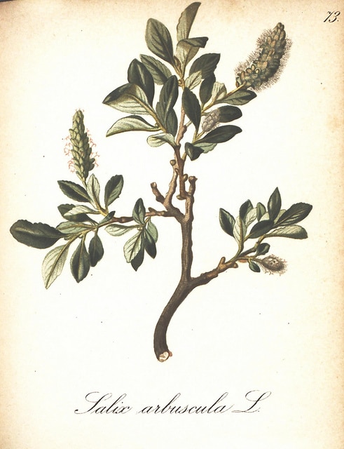 Salix arbuscula