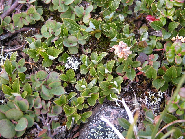 Salix arbuscula (Salix arbuscula)