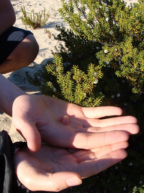 Salix arenaria