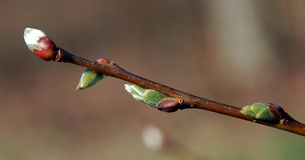 Petit marsault (Salix aurita)