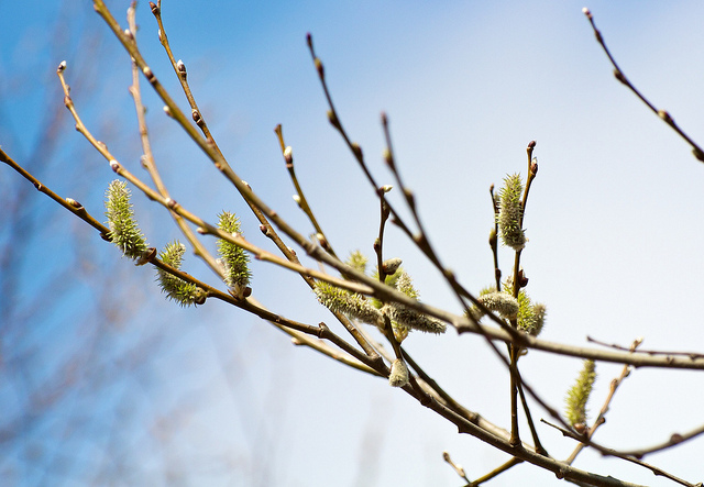 Salix bakko