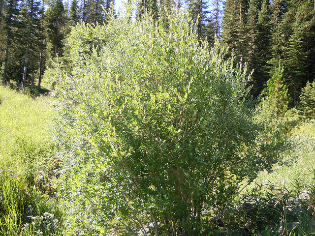 Salix bebbiana