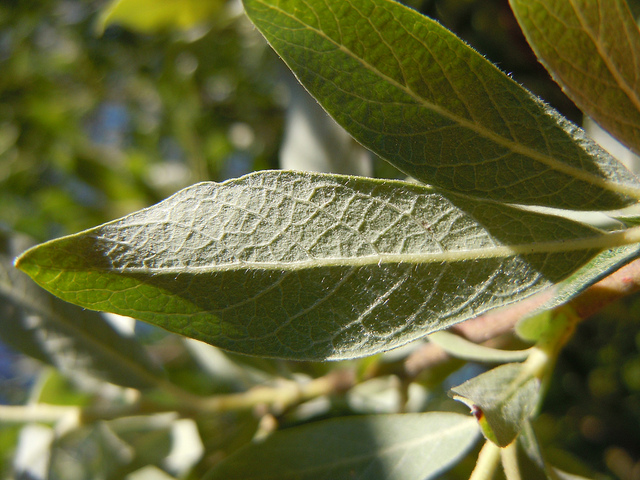 Salix bebbiana
