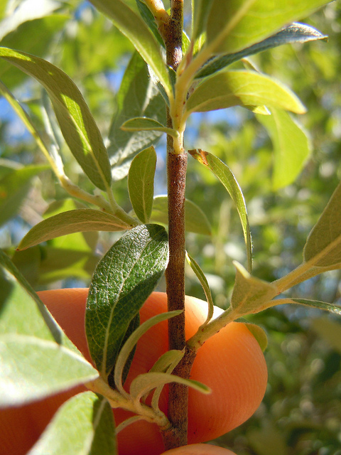 Salix bebbiana