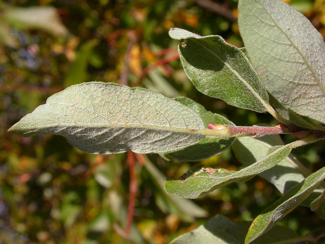 Salix bebbiana
