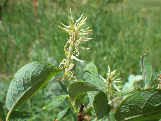 Salix bebbiana (Salix bebbiana)