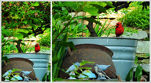 Saule bicolore (Salix bicolor)