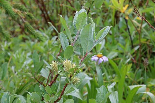 Salix brachycarpa