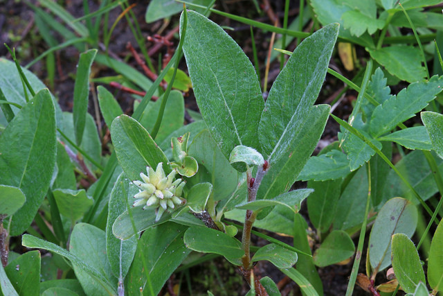 Salix brachycarpa