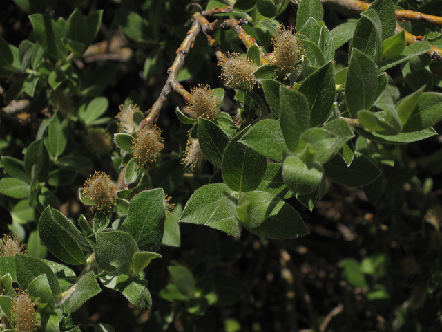 Salix brachycarpa