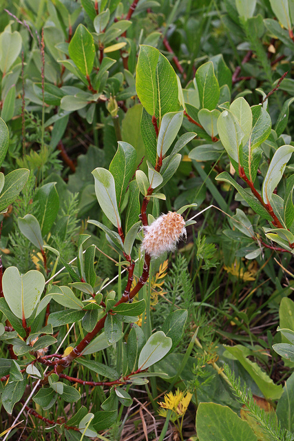 Salix brachycarpa