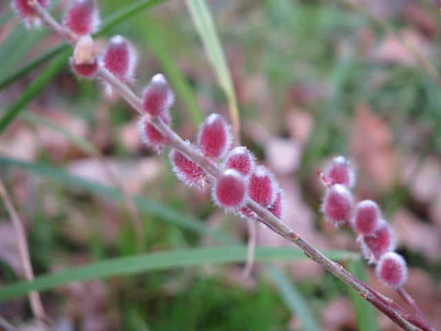 Salix chaenomeloides