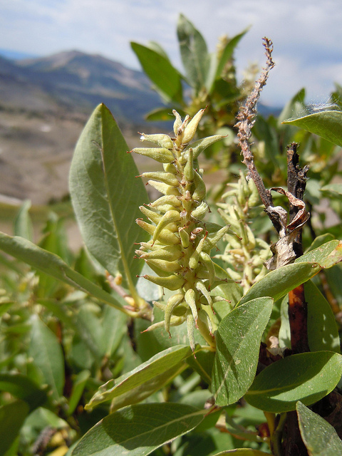 Salix commutata
