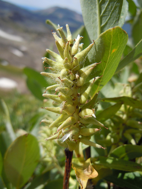 Salix commutata