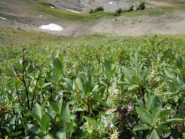 Salix commutata