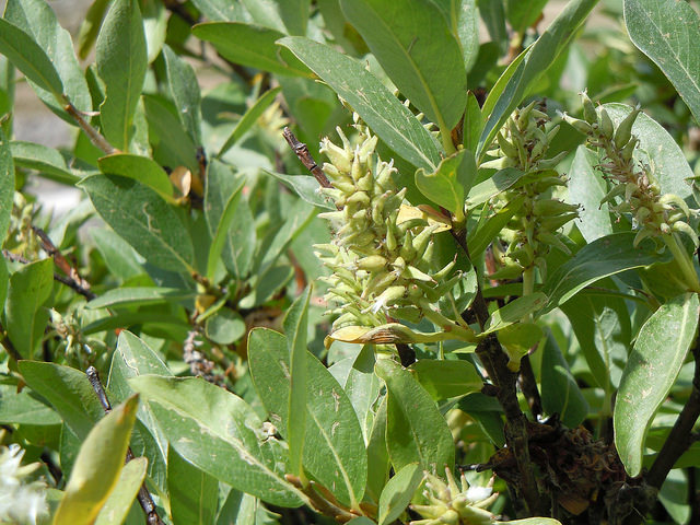 Salix commutata