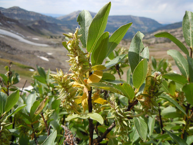 Salix commutata