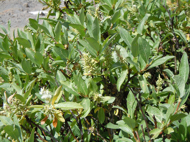 Salix commutata