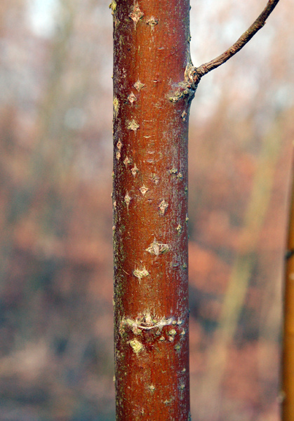 Saule faux daphné