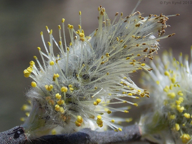 Saule discolore (Salix discolor)
