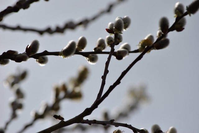 Saule discolore