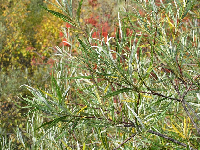 Saule drapé (Salix elaeagnos)