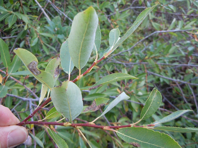 Salix eriocephala