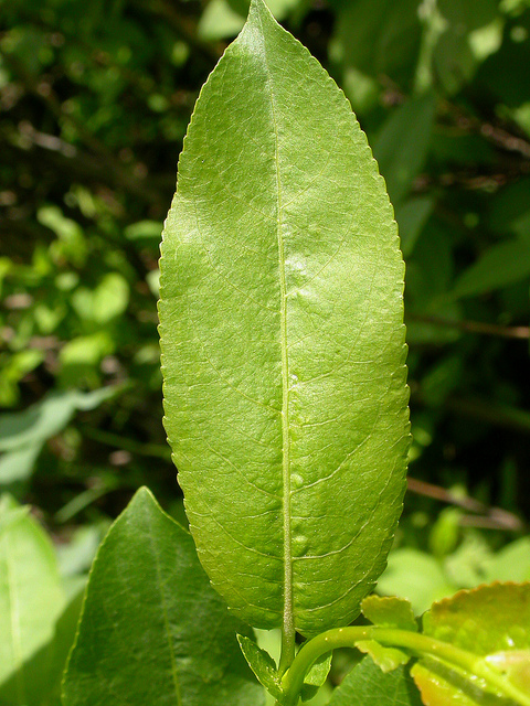 Salix eriocephala