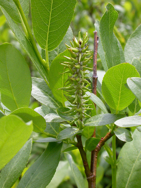 Salix eriocephala