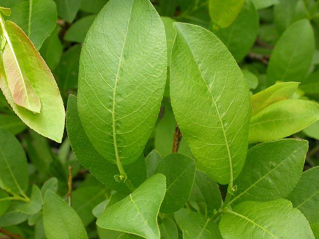 Salix eriocephala