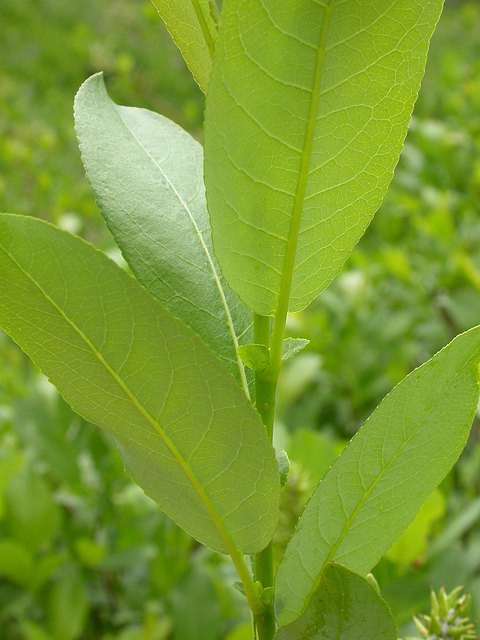 Salix eriocephala