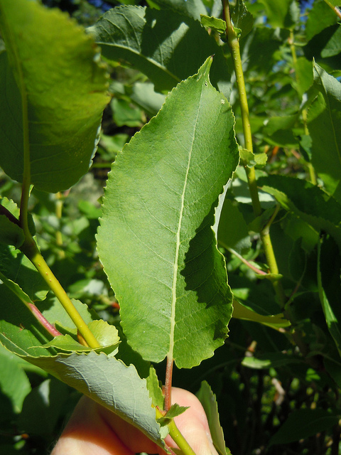 Salix eriocephala