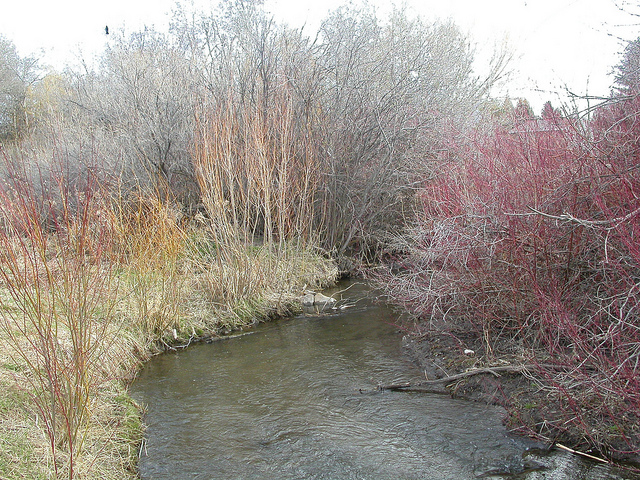 Saule des coyotes (Salix exigua)