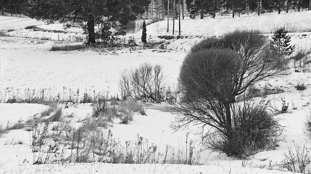 Saule cassant
