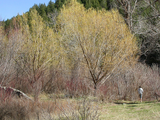 Saule cassant (Salix fragilis)