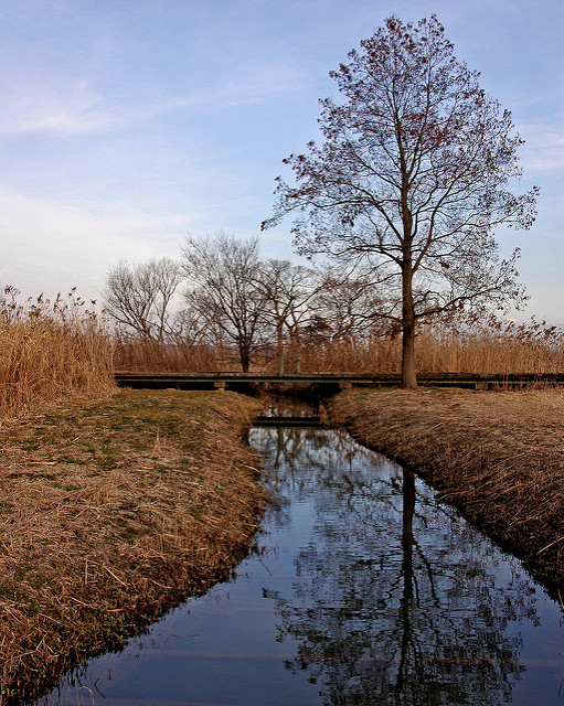 Salix gilgiana