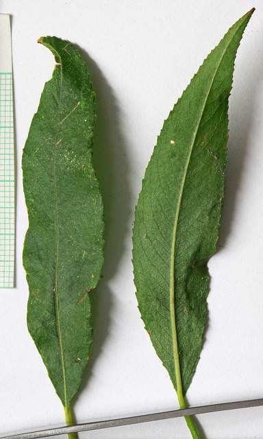 Salix gooddingii
