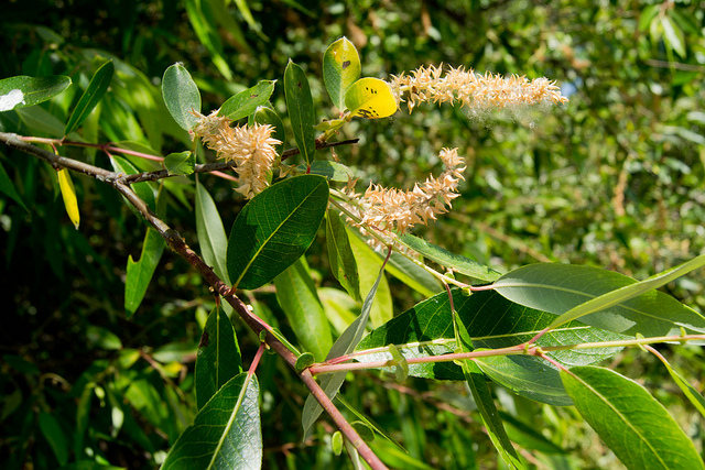 Salix gooddingii (Salix gooddingii)