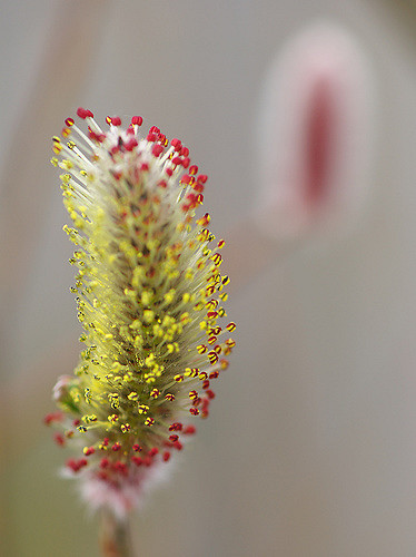 Salix gracilistyla