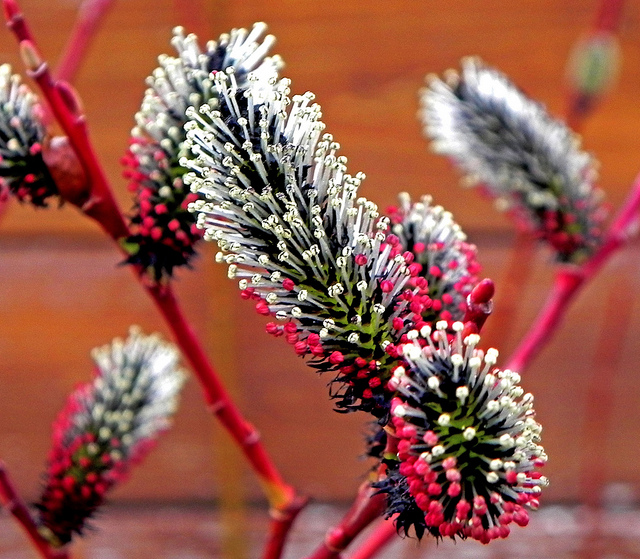 Salix gracilistyla
