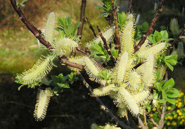 Saule à feuilles hastées (Salix hastata)