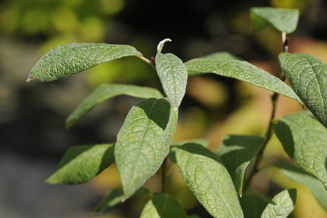 Saule de suisse (Salix helvetica)