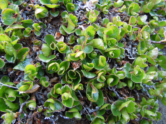 Saule herbacé (Salix herbacea)