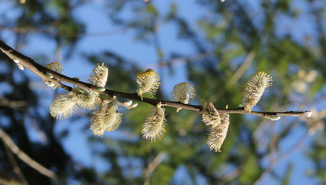 Salix hookeriana