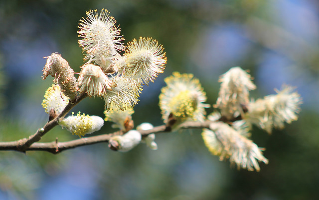 Salix hookeriana