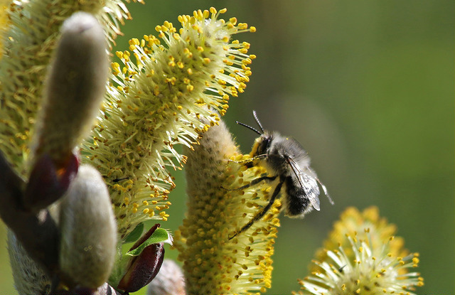 Salix hookeriana