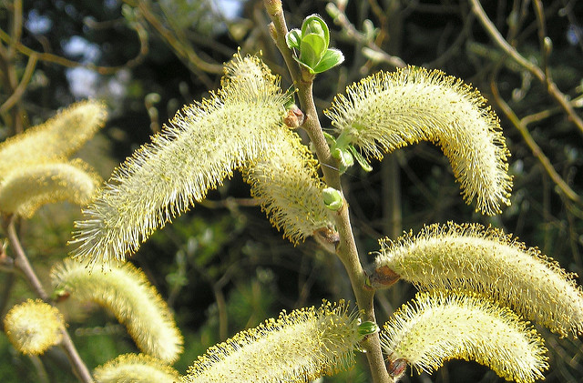 Salix hookeriana (Salix hookeriana)