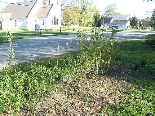 Salix irrorata